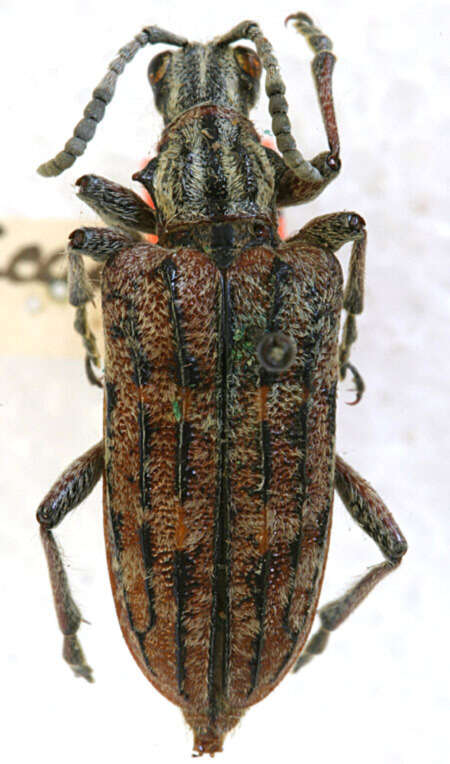 Image of Rhagium mexicanum Casey 1913