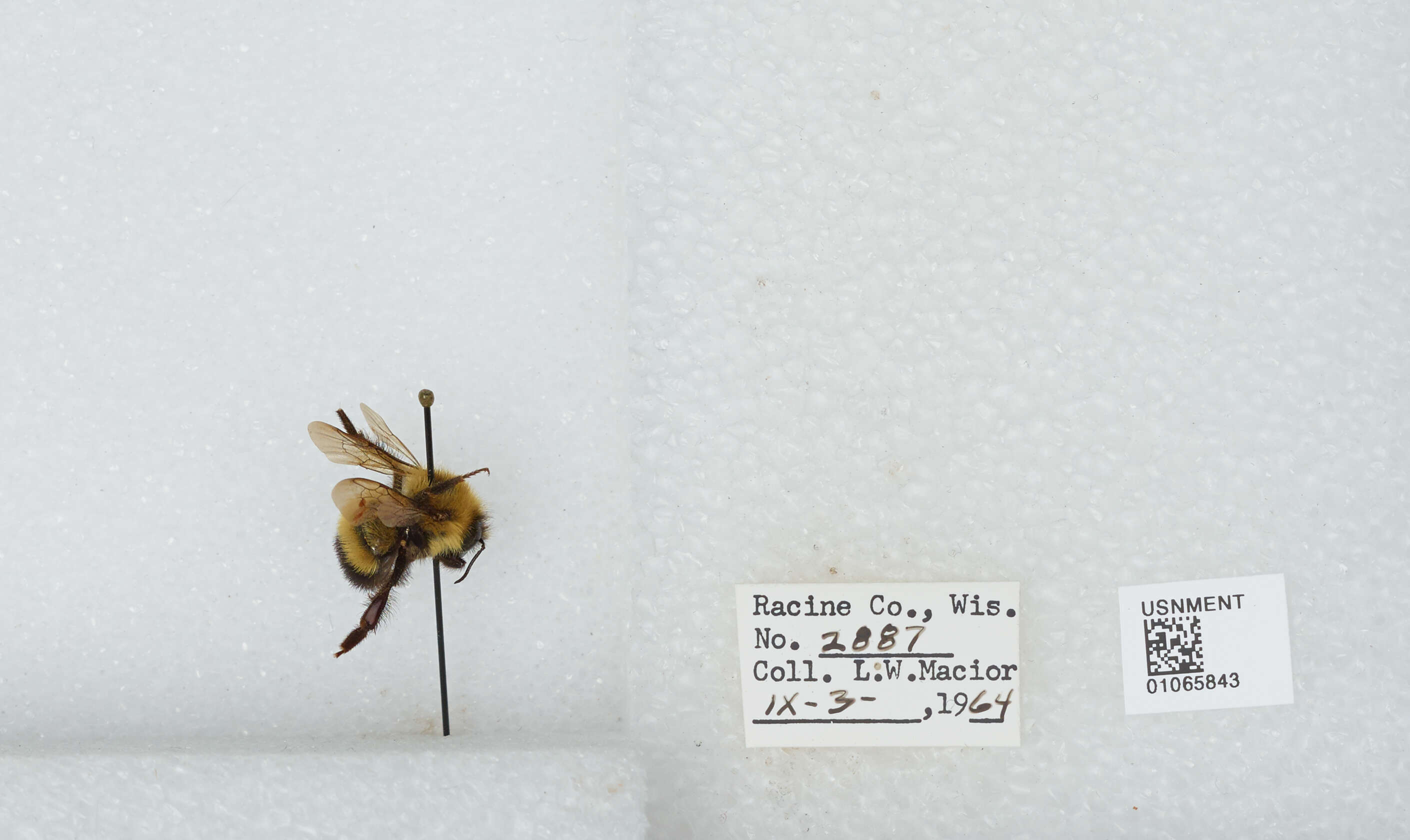 Слика од Bombus affinis Cresson 1864