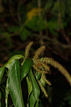 Acalypha L.的圖片