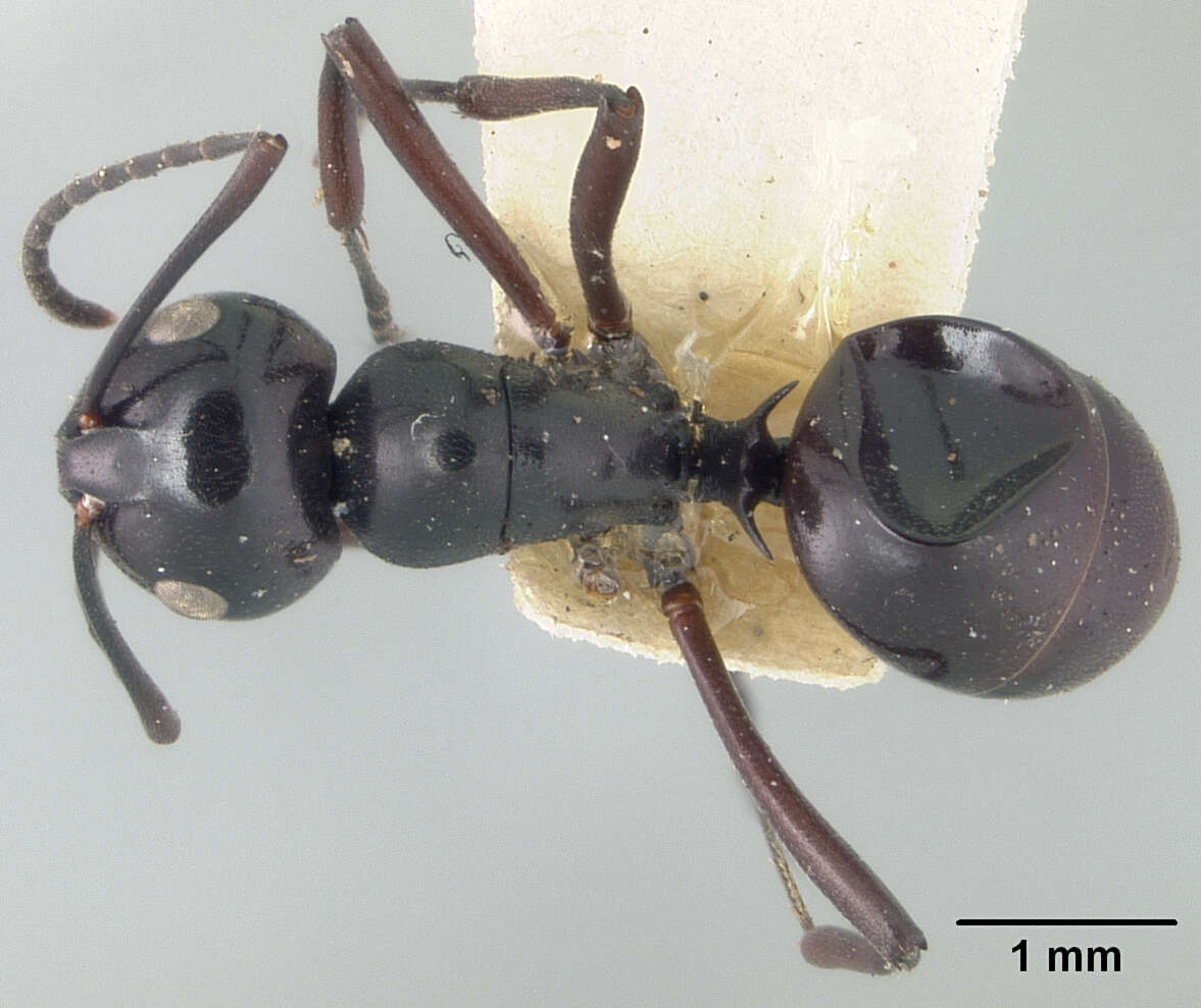 Image de Polyrhachis emeryana Mann 1919