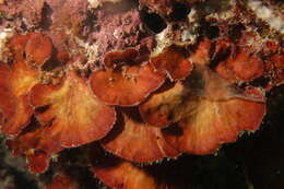 Image of Peyssonnelia capensis