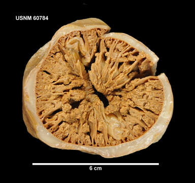 Image of Sicyonis erythrocephala (Pax 1922)