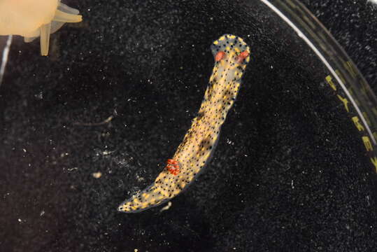 Image of Red gilled yellow spotted green slug