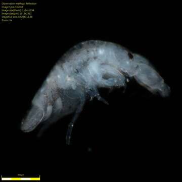 Image of Amphipoda