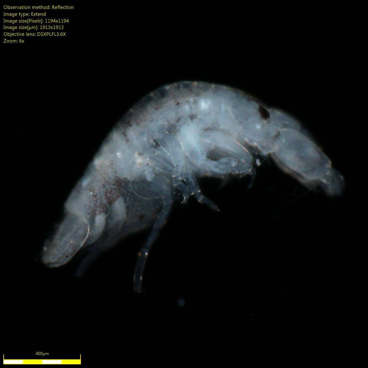 Image of Amphipoda