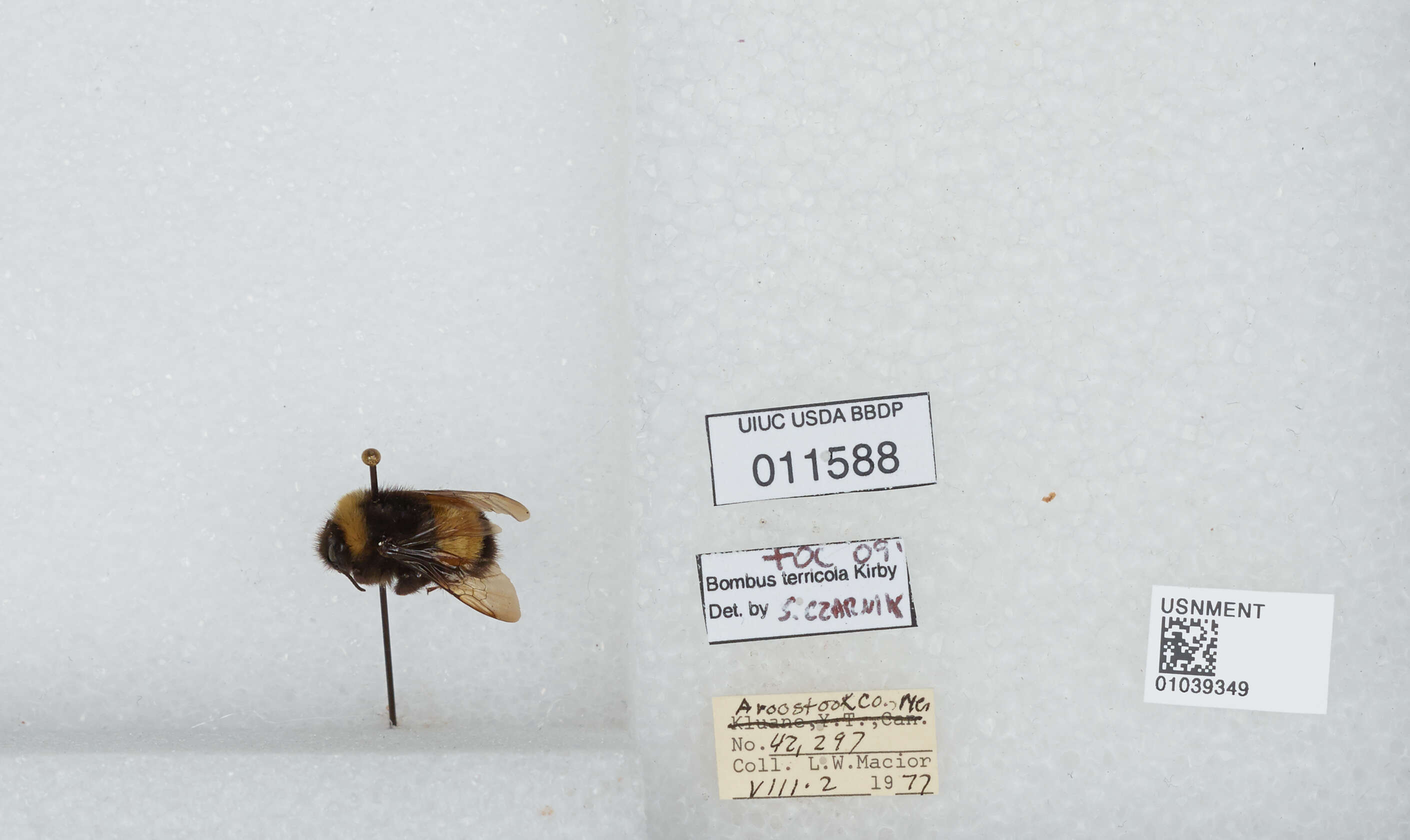 Image of Yellow-banded Bumblebee