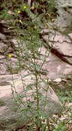 Image de Oenothera villosa subsp. strigosa (Rydb.) Dietrich & Raven