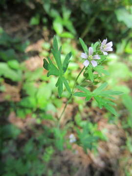 Image of Carolina geranium