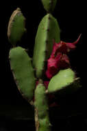 Imagem de Hylocereus undatus (Haw.) Britton & Rose