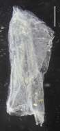 Sivun Sulculeolaria monoica (Chun 1888) kuva