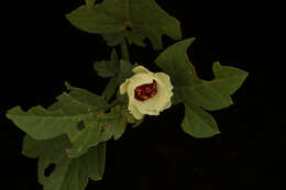 Image of Cienfuegosia rosei Fryxell