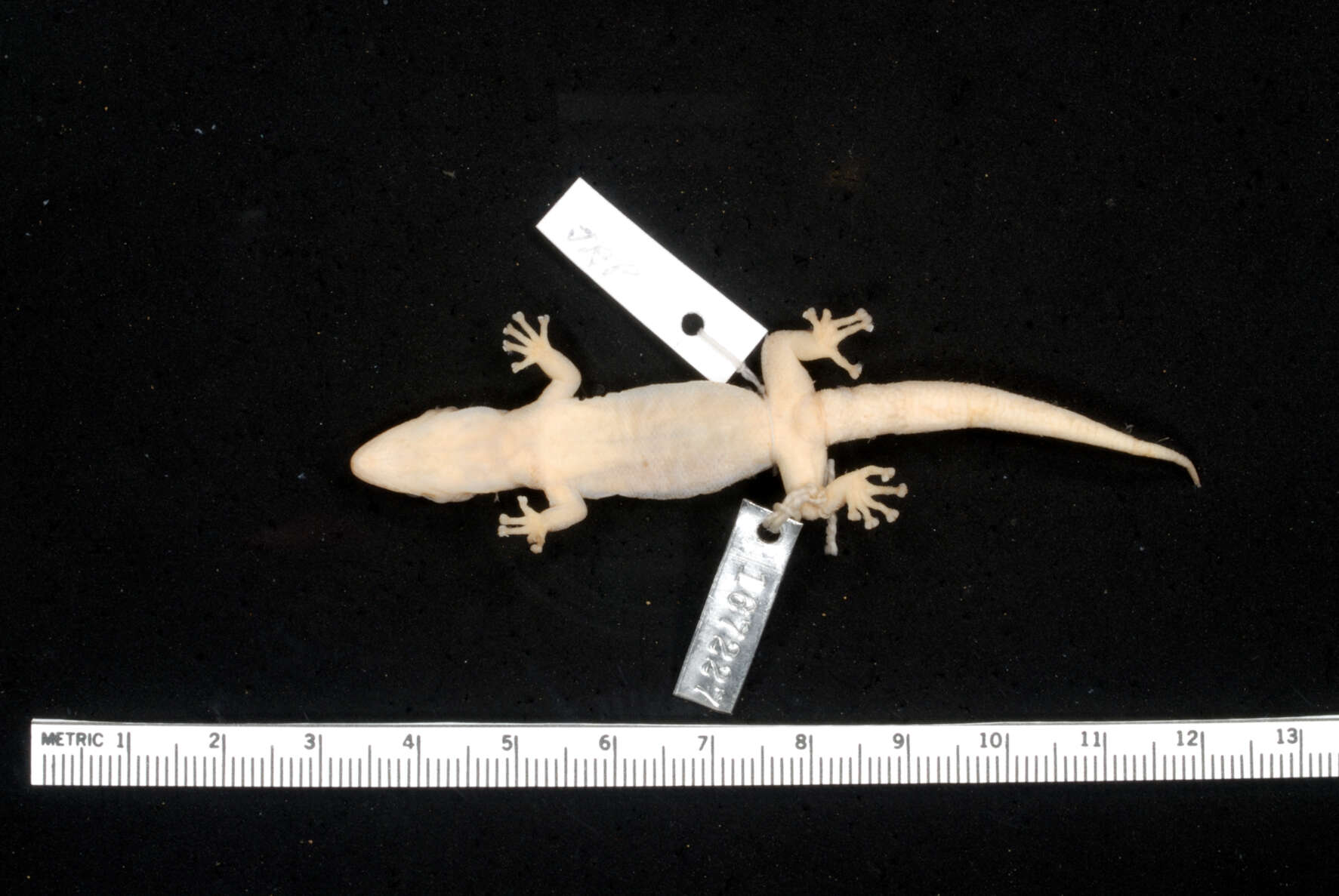 Image of Phyllodactylus pumilus Dixon & Huey 1970