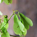 Image of Thinouia myriantha Triana & Planch.