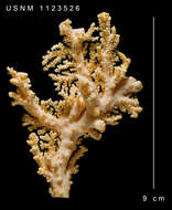 Image of Errinopora fisheri Lindner & Cairns 2011