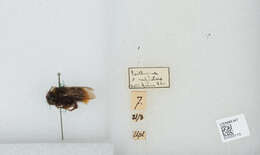 Image of Bombus rupestris (Fabricius 1793)