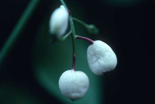 Image of West Indian milkberry