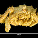 Image of Murray king crab