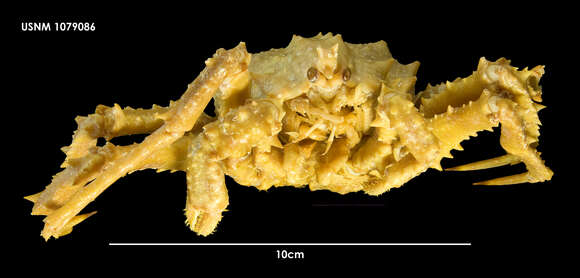 Image of Murray king crab