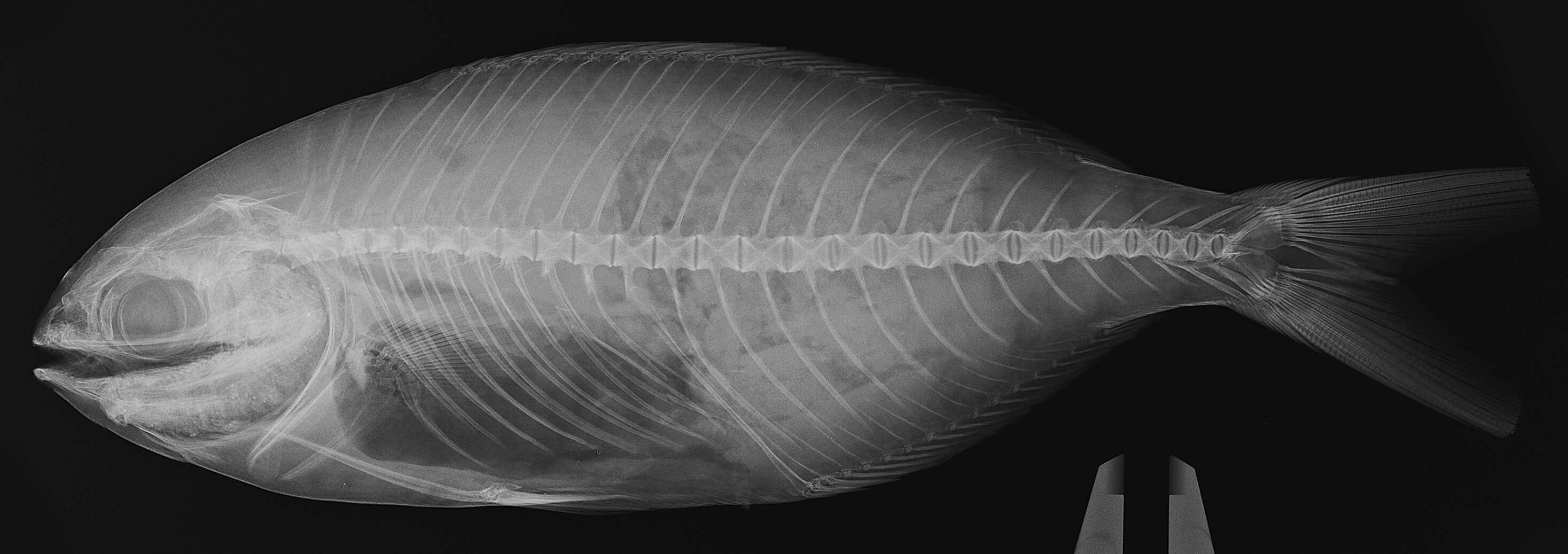 Image of Bluestriped chub