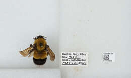 Слика од Bombus affinis Cresson 1864