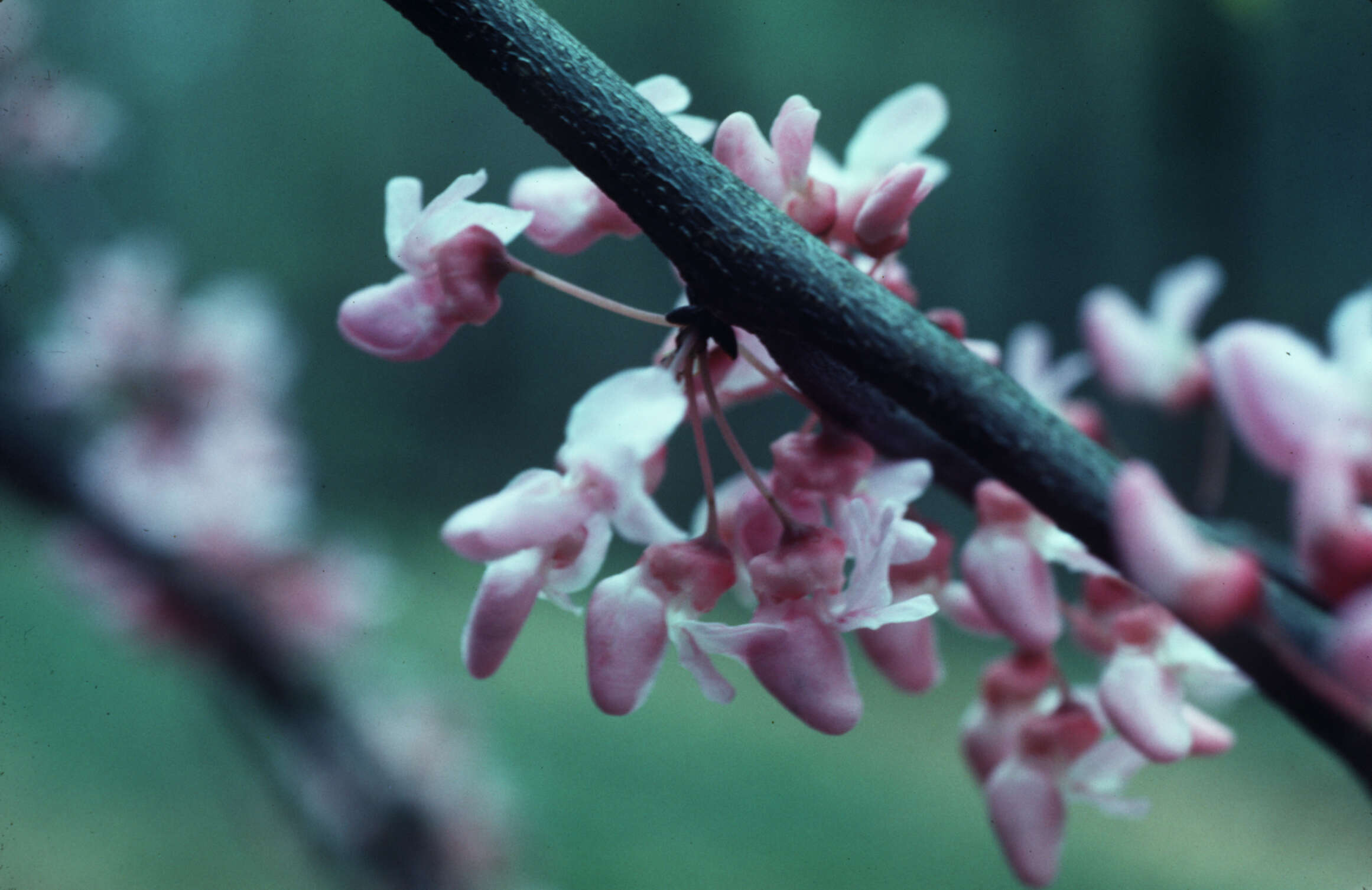 Слика од Cercis canadensis L.