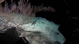 Image of Calyptrophora diaphana Cairns 2012