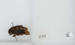 Image of Bombus pullatus Franklin 1913