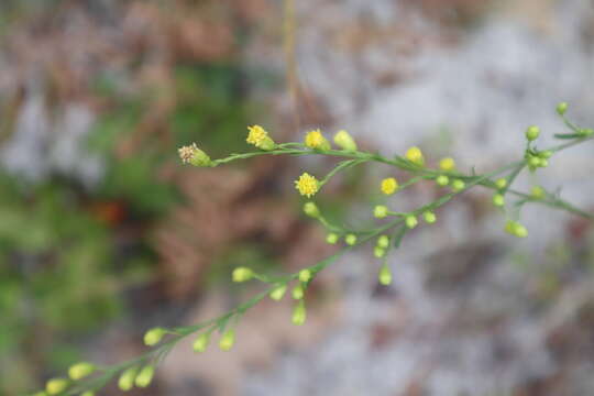 Image of Small's goldenrod