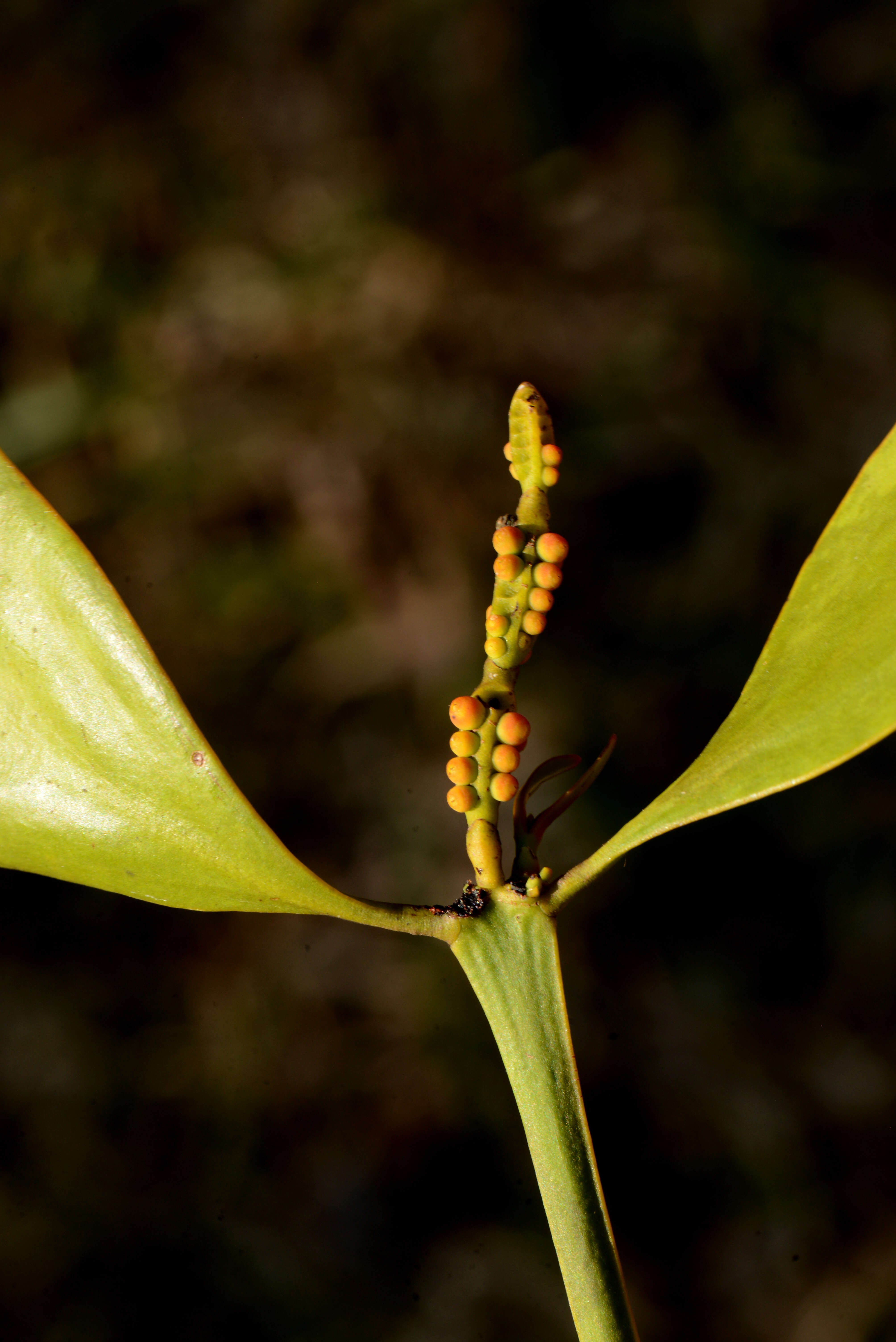 Image of Phoradendron bathyoryctum Eichl.