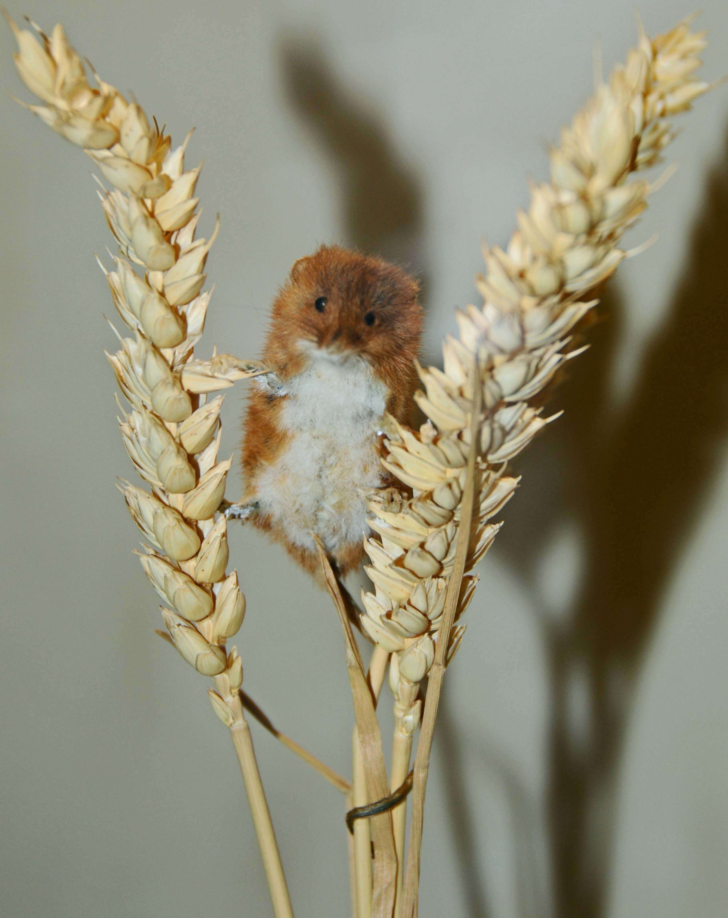 Image of harvest mouse