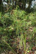 Image of Short-Bristle Horned Beak Sedge