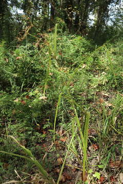 Image of Short-Bristle Horned Beak Sedge