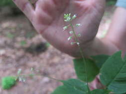 Imagem de Circaea lutetiana subsp. canadensis (L.) Asch. & Magnus