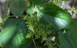 Image of West Indian woodnettle