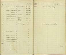 Geothlypis trichas typhicola Burleigh 1934 resmi