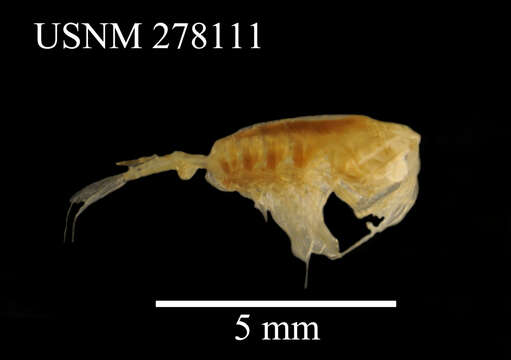 Image of Paraeuchaeta tonsa (Giesbrecht 1895)