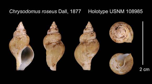 Sivun Retifusus roseus (Dall 1877) kuva