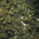 Image of Ectocarpus breviarticulatus J. Agardh