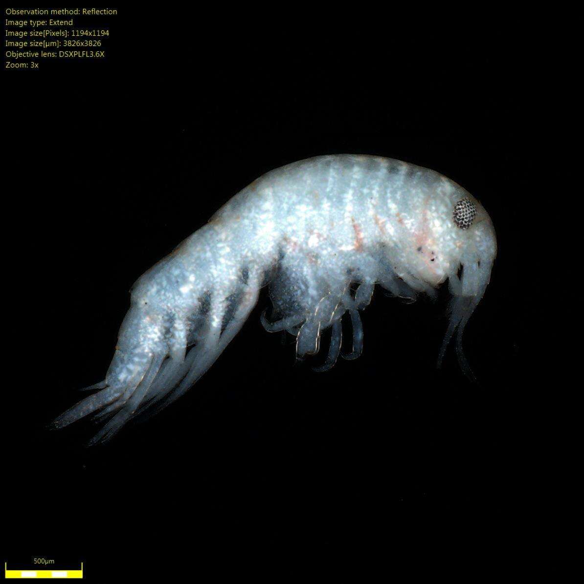 Image of Amphipoda