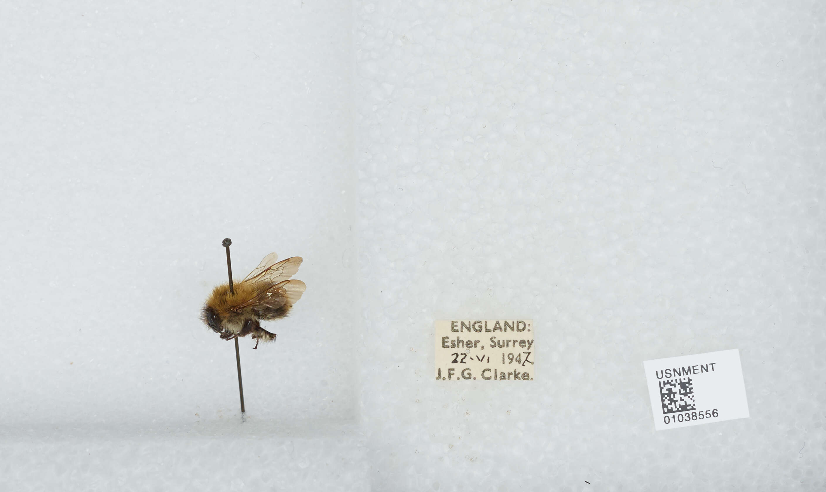 Image of Common carder bumblebee