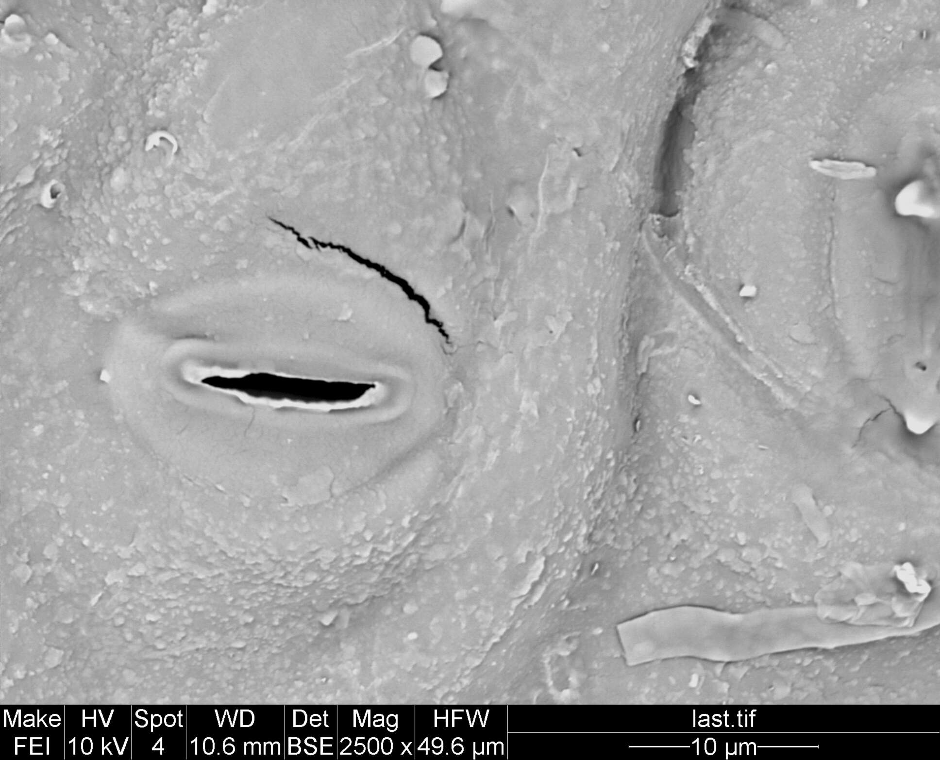 Image of Staphylea pomifera (Roxb.) Byng & Christenh.