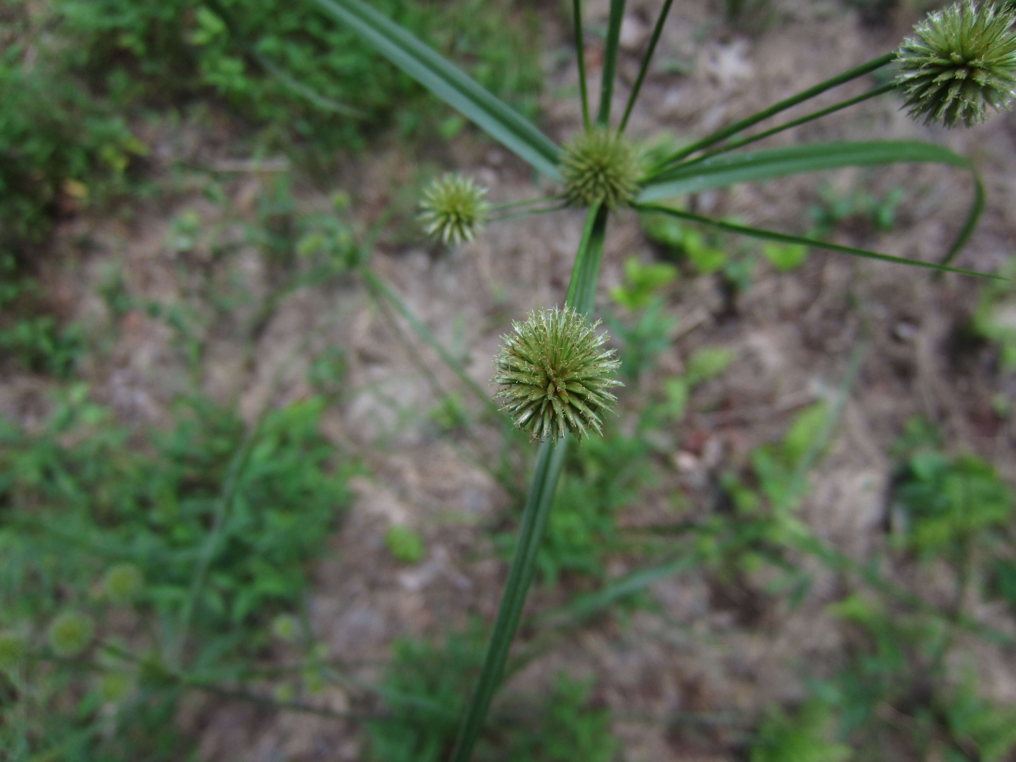 Image of globe flatsedge