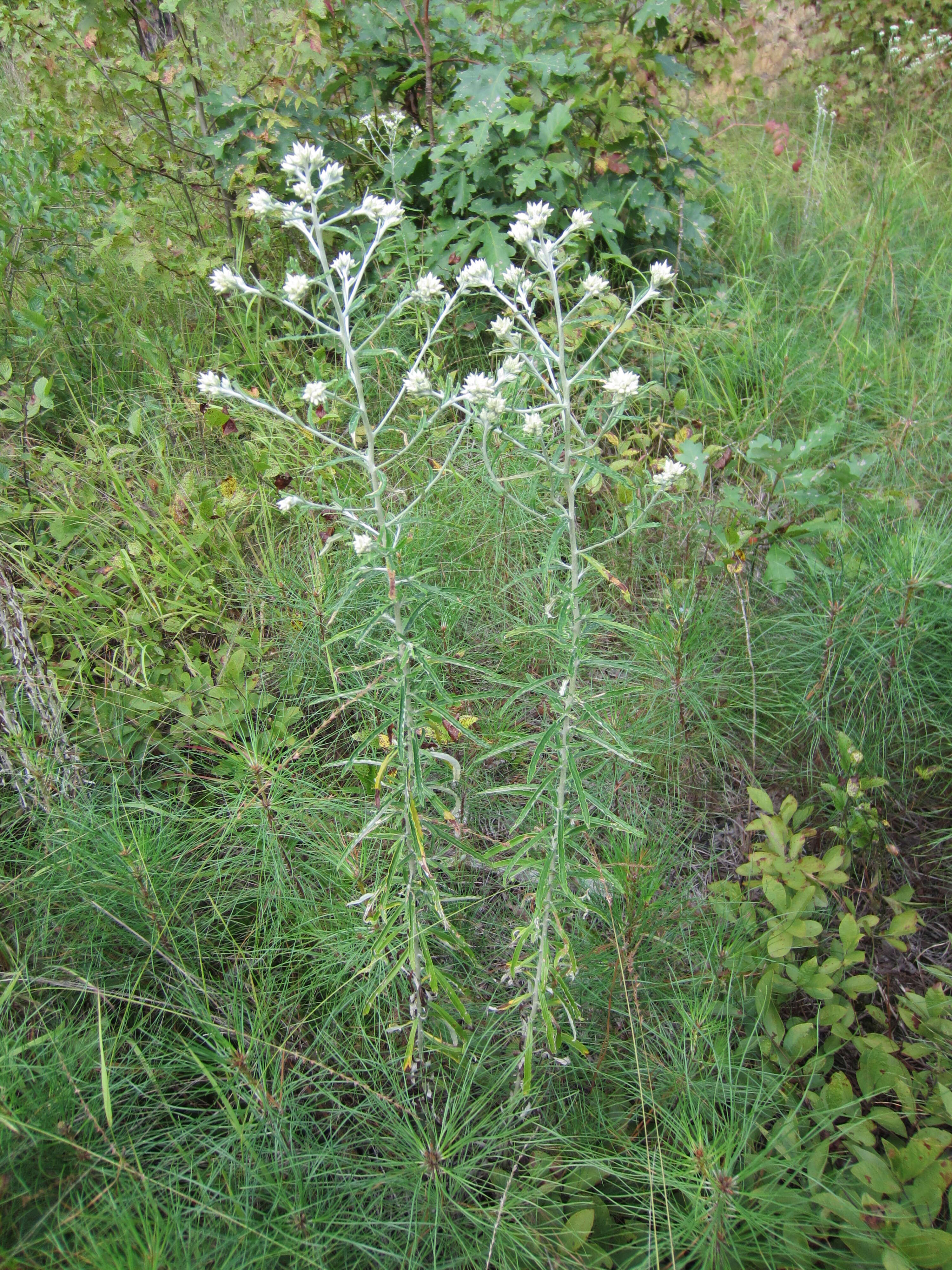 Imagem de Pseudognaphalium obtusifolium (L.) O. M. Hilliard & B. L. Burtt