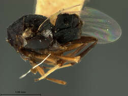 Image of Isodromus niger Ashmead 1900