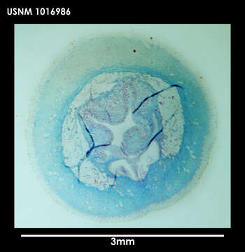 Image of Neomenia trivialis Salvini-Plawen & Paar-Gausch 2004