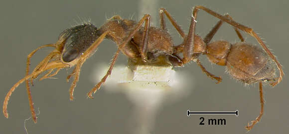 Image of Myrmecia fucosa Clark 1934