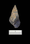 Image of Elimia clavaeformis (I. Lea 1841)