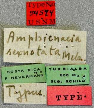 Image of Amphicnaeia sexnotata Melzer 1933