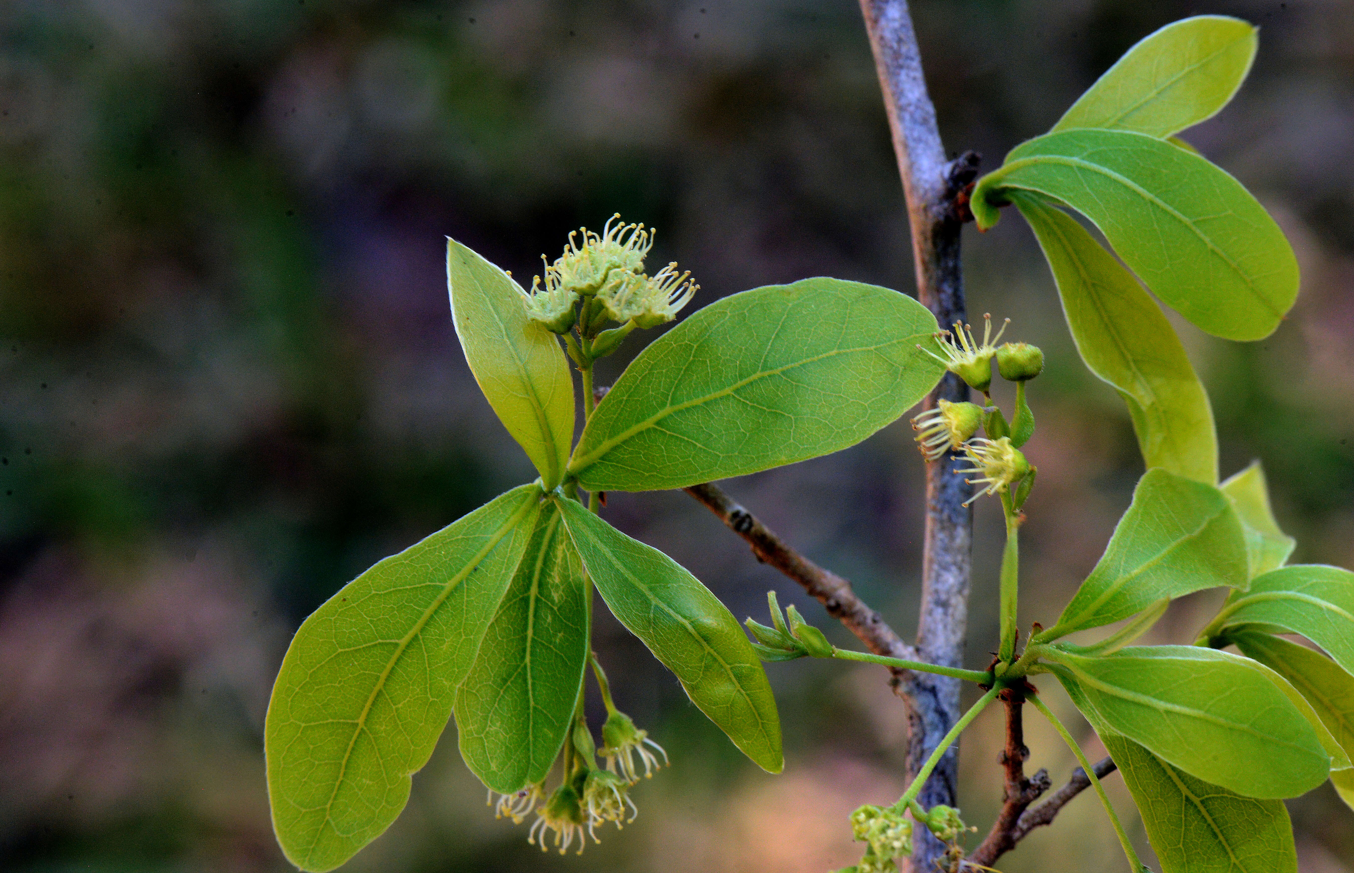 Sivun Terminalia triflora (Griseb.) Lillo kuva