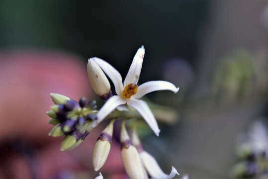 Image of Solanum L.